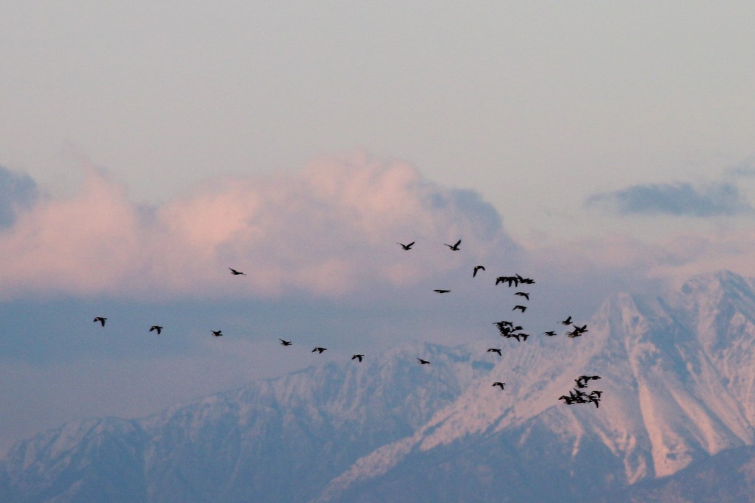 Greater white-fronted geese flying south of the Carnian Dolomites